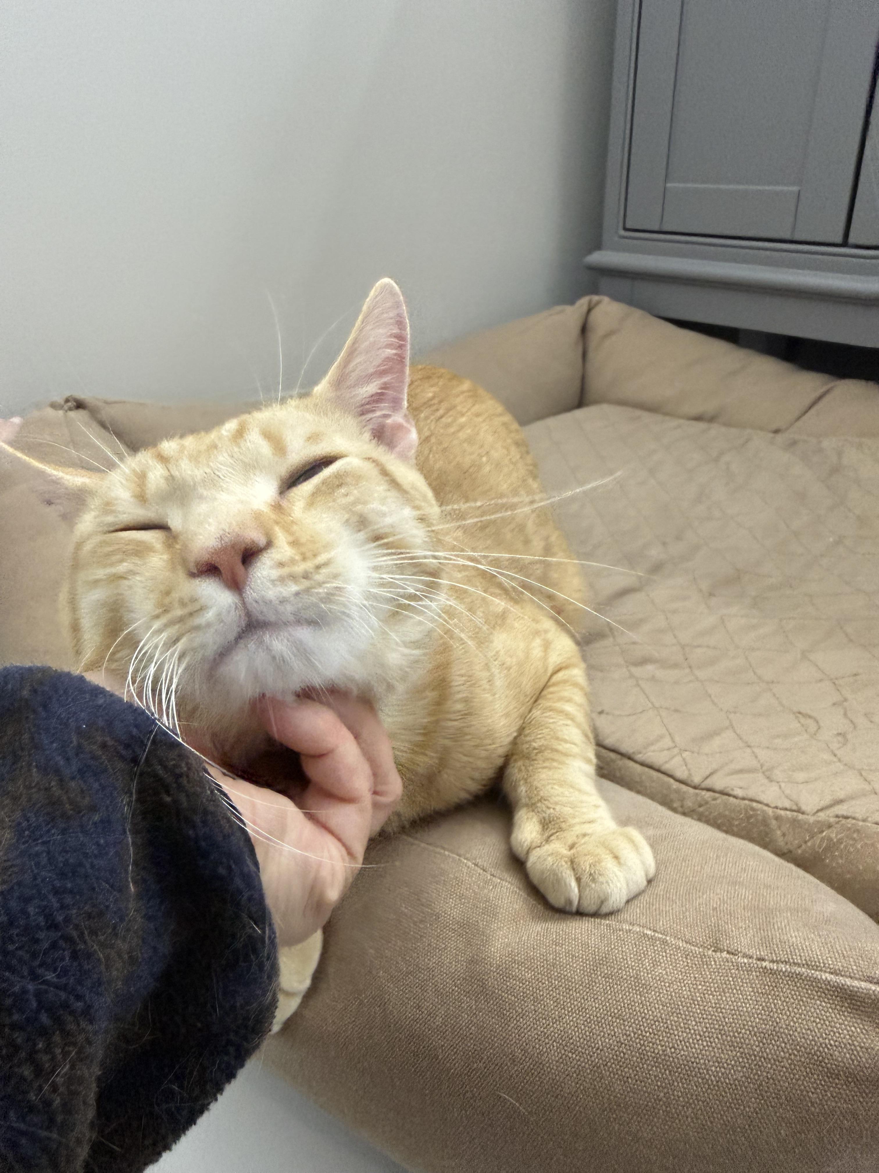 Enlarge Malcolm, a ADOPTABLE Domestic Short Hair in Washington, DC image 2/5