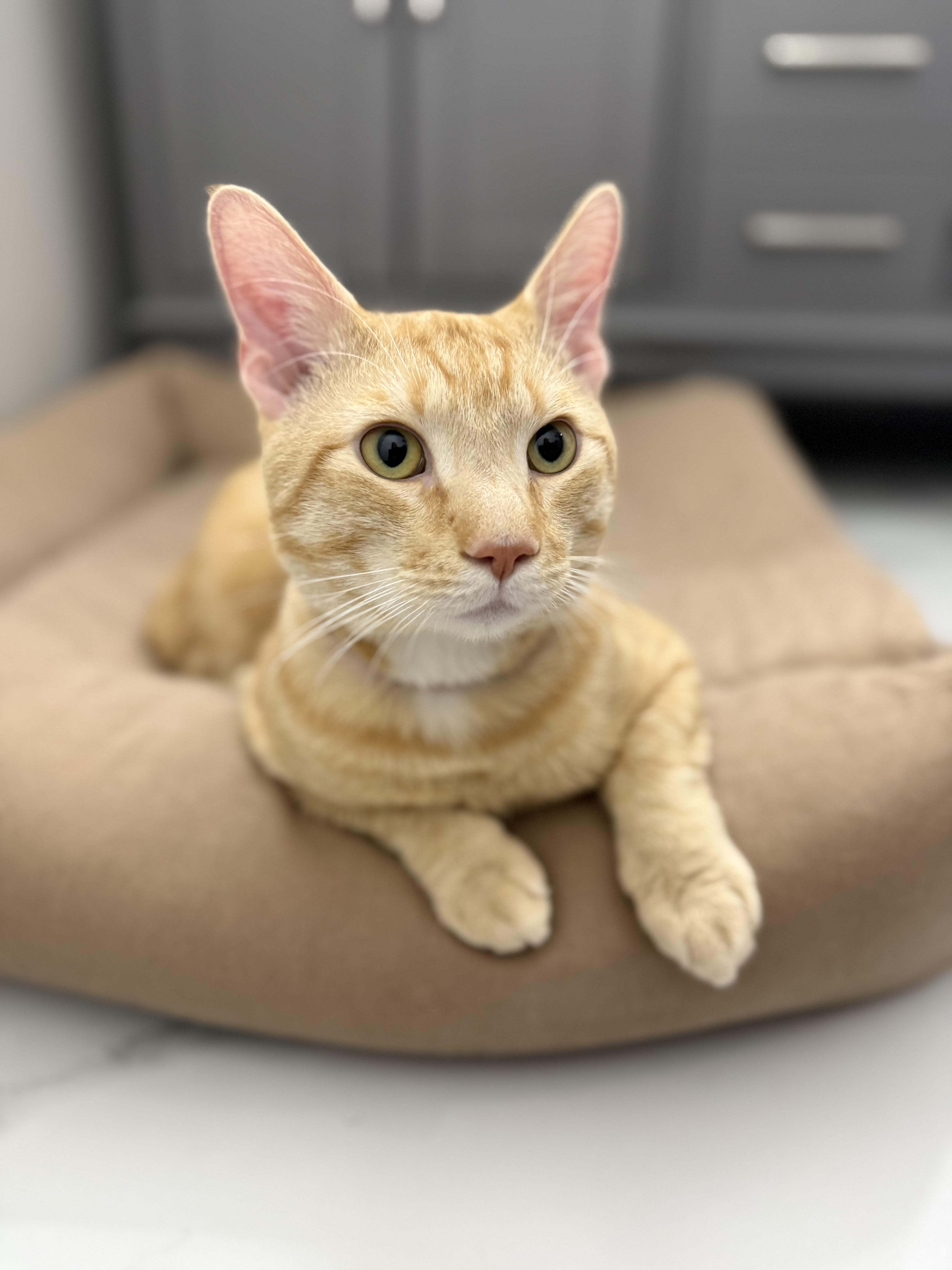 Enlarge Malcolm, a ADOPTABLE Domestic Short Hair in Washington, DC image 4/5