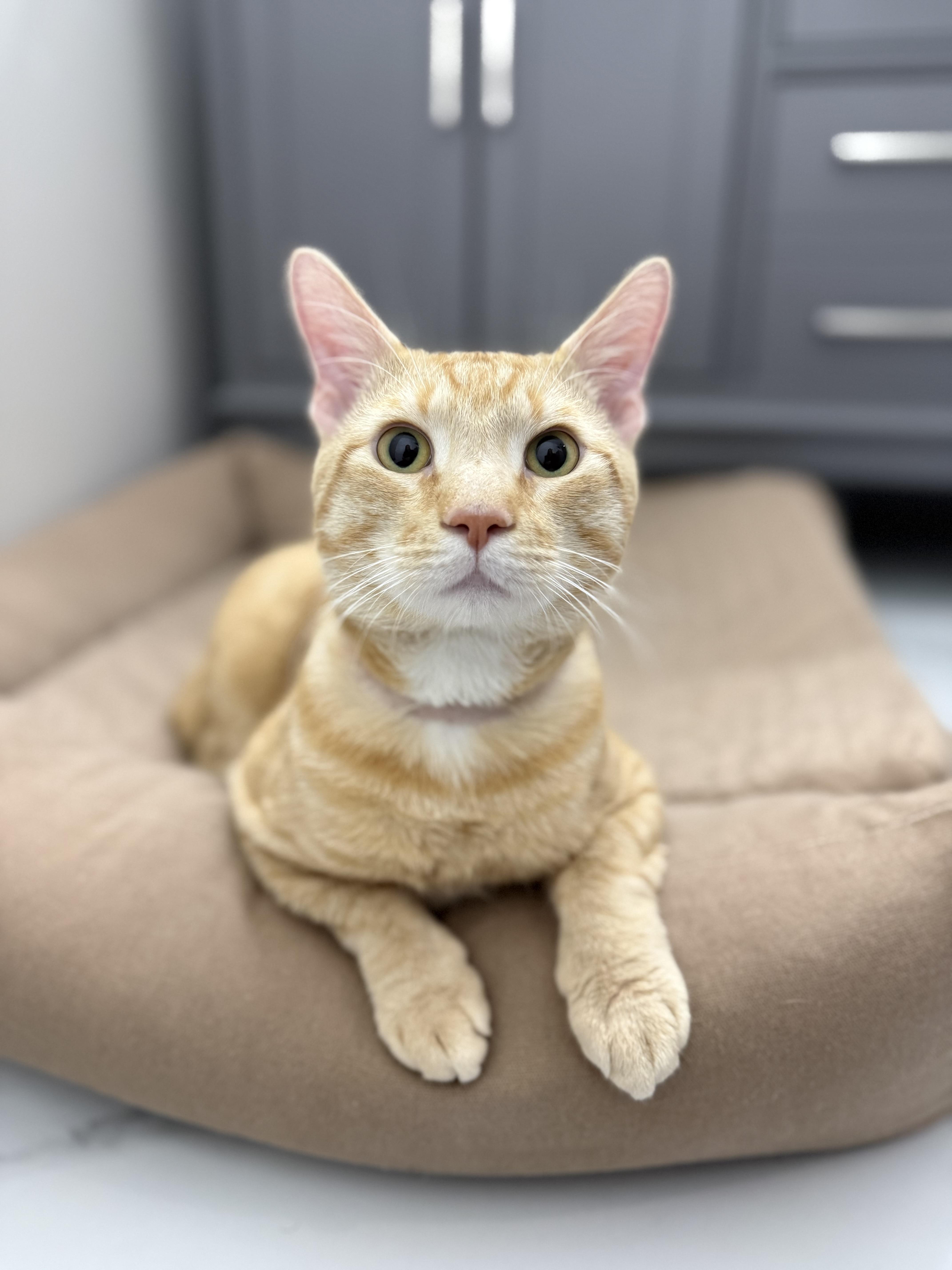 Enlarge Malcolm, a ADOPTABLE Domestic Short Hair in Washington, DC image 1/5