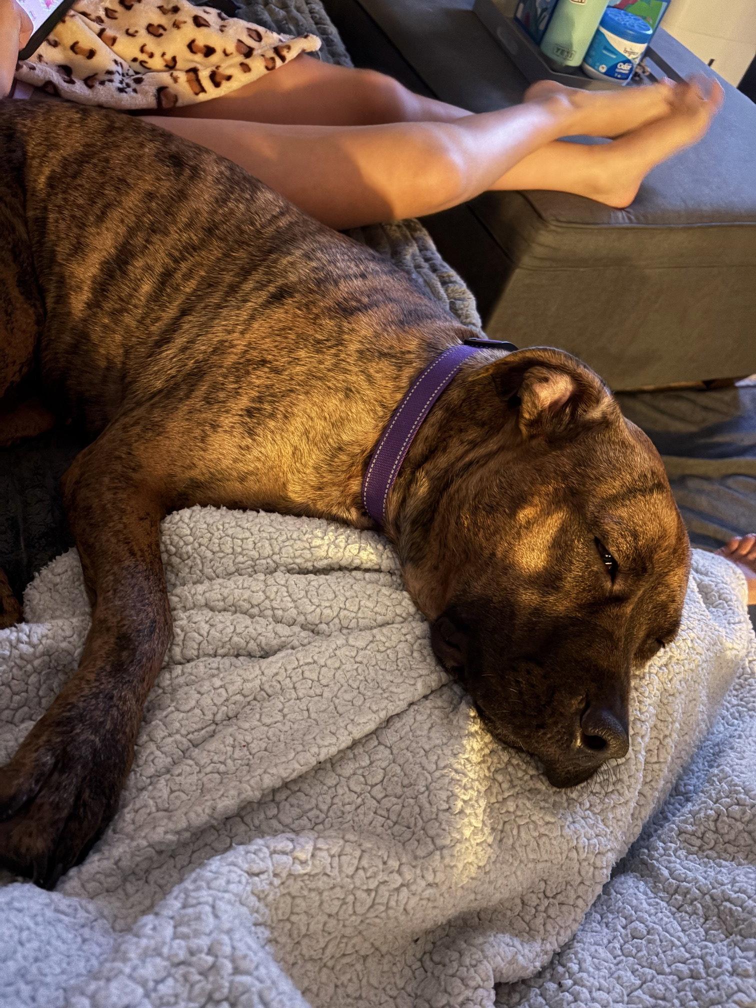 Ellie - brindle boxer beauty, Adoptable, Adult Female Pit Bull Terrier & Boxer.