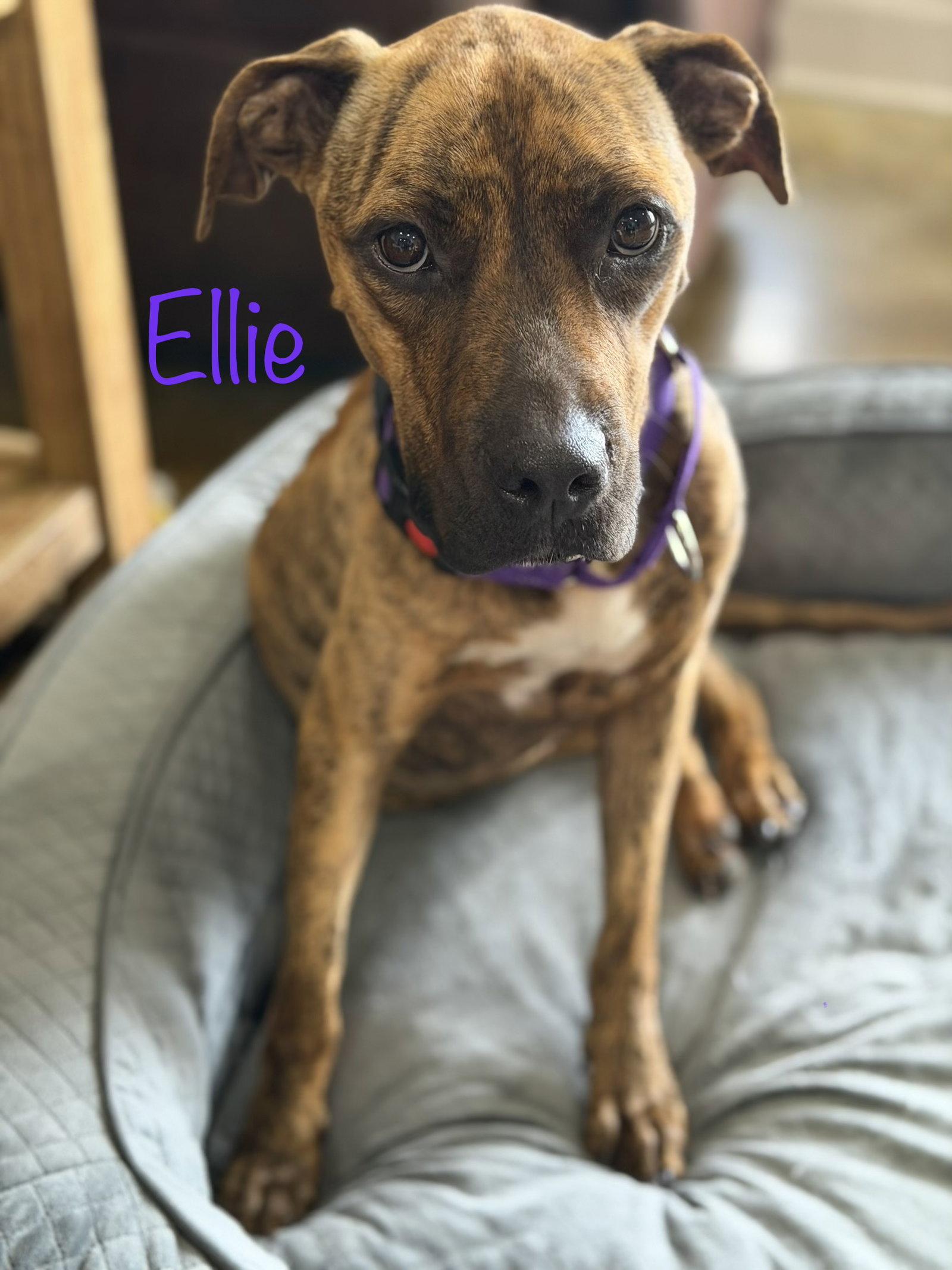 Enlarge Ellie - brindle boxer beauty, a Adoptable mixed breed in Oakhurst, NJ image 2/3