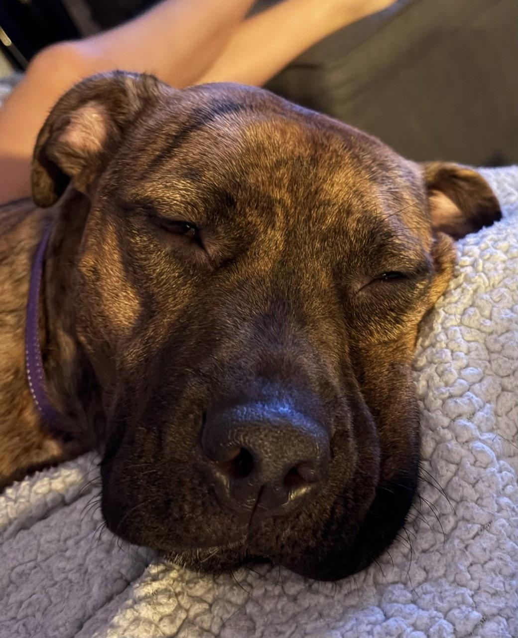 Enlarge Ellie - brindle boxer beauty, a Adoptable mixed breed in Oakhurst, NJ image 3/3