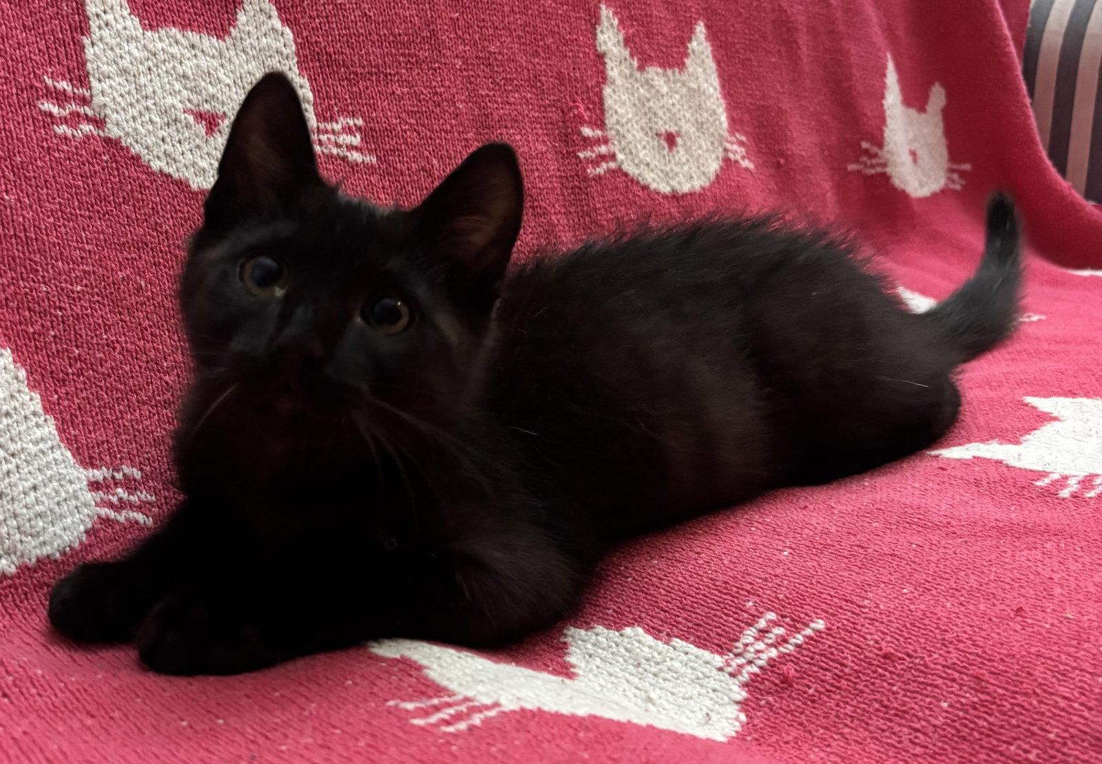 Enlarge Nibbler, a Adoptable Domestic Short Hair in Seal Beach, CA image 2/3