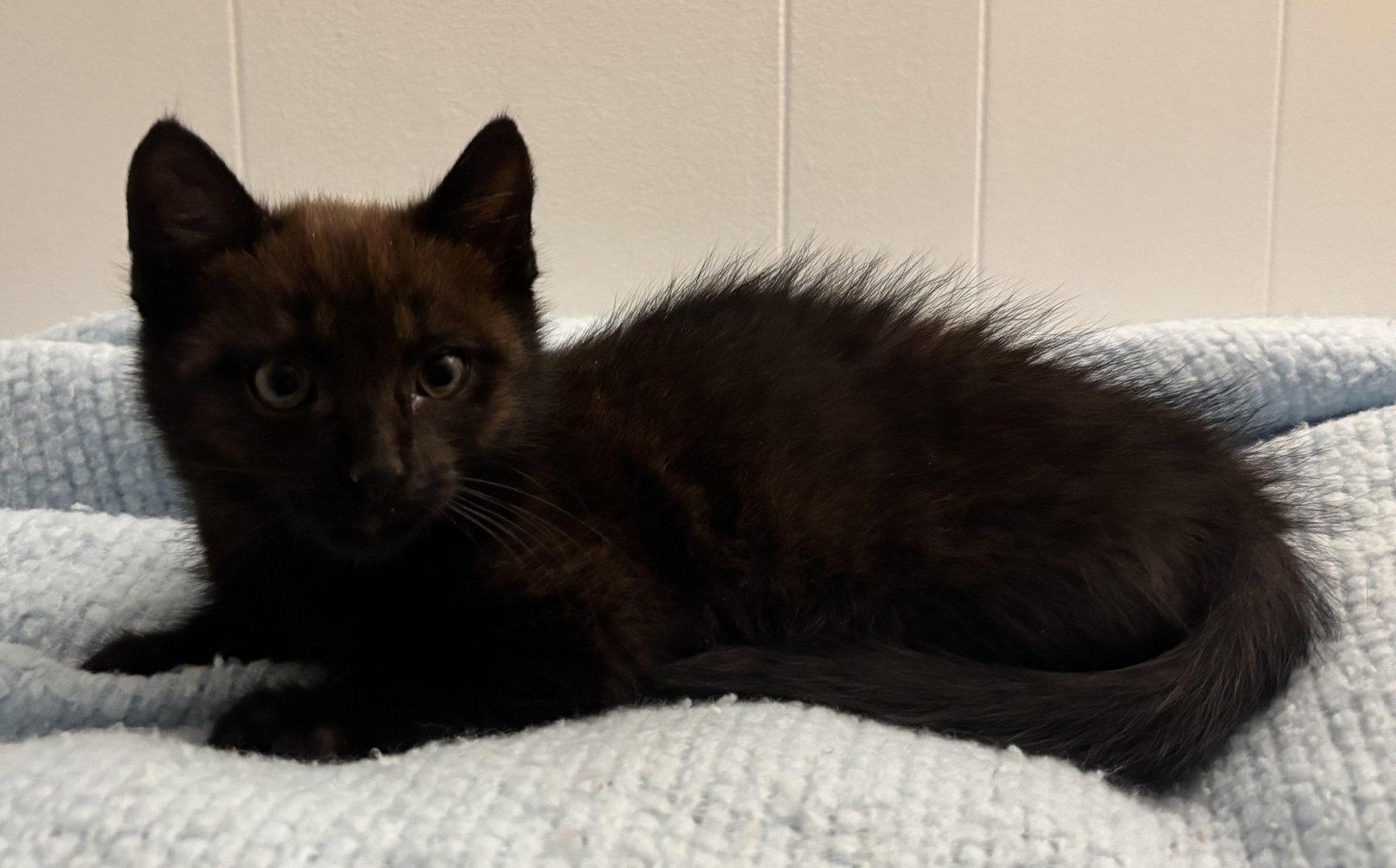 Enlarge Nibbler, a Adoptable Domestic Short Hair in Seal Beach, CA image 3/3