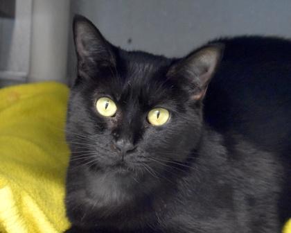 Darcy, Adoptable, Adult Female Domestic Short Hair.