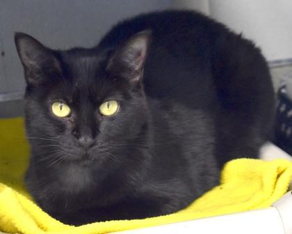 Darcy, a Adoptable Domestic Short Hair in West Seneca, NY image 2/3