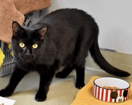 Darcy, a Adoptable Domestic Short Hair in West Seneca, NY image 3/3