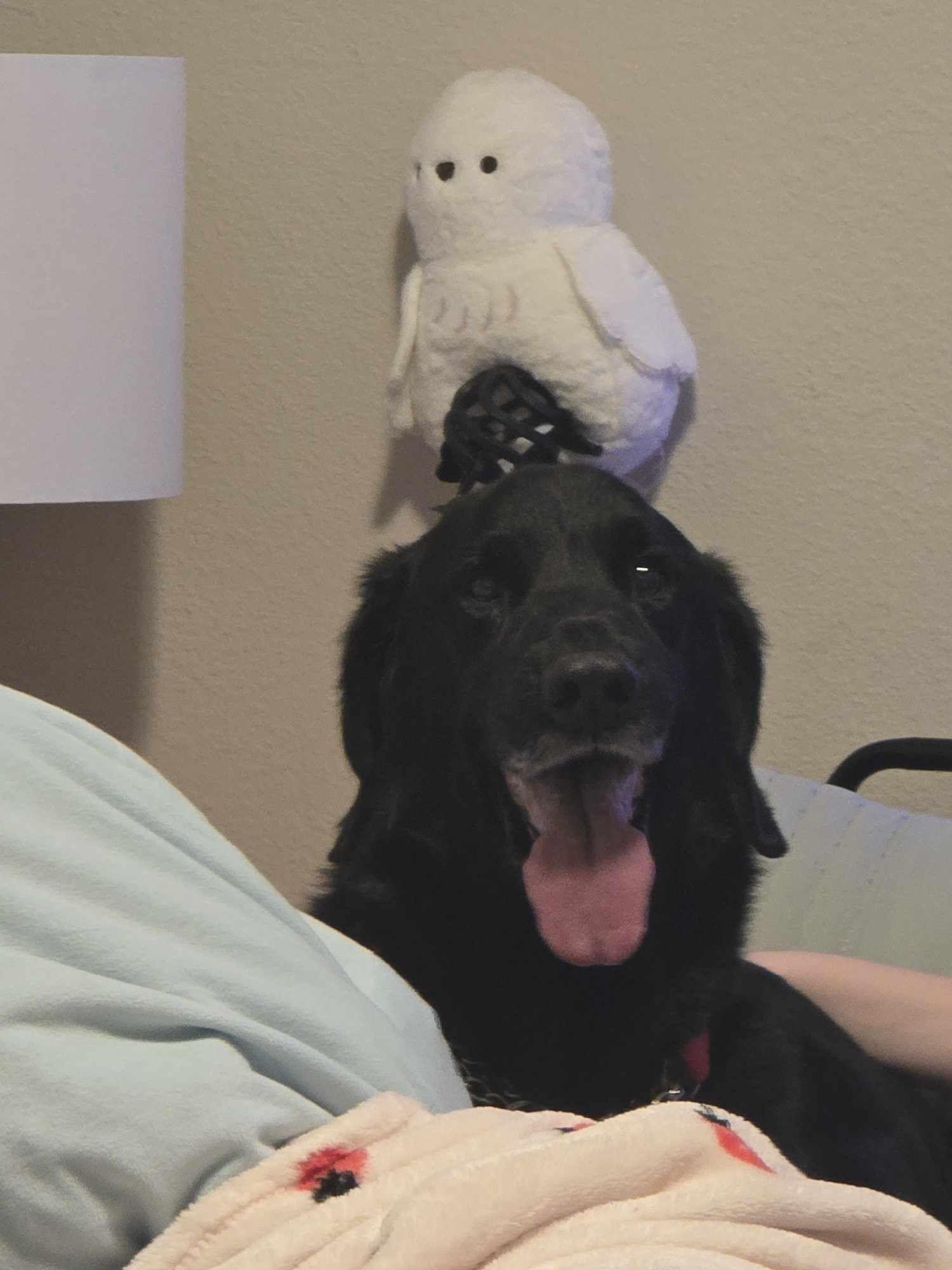 Enlarge Daniel, an adopted Black Labrador Retriever in Sawyer, ND image 6/6