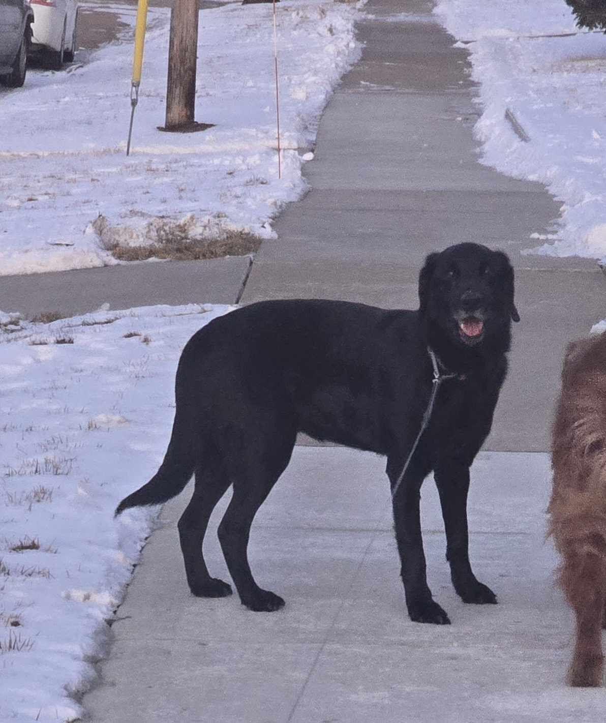 Enlarge Daniel, an adopted Black Labrador Retriever in Sawyer, ND image 3/6
