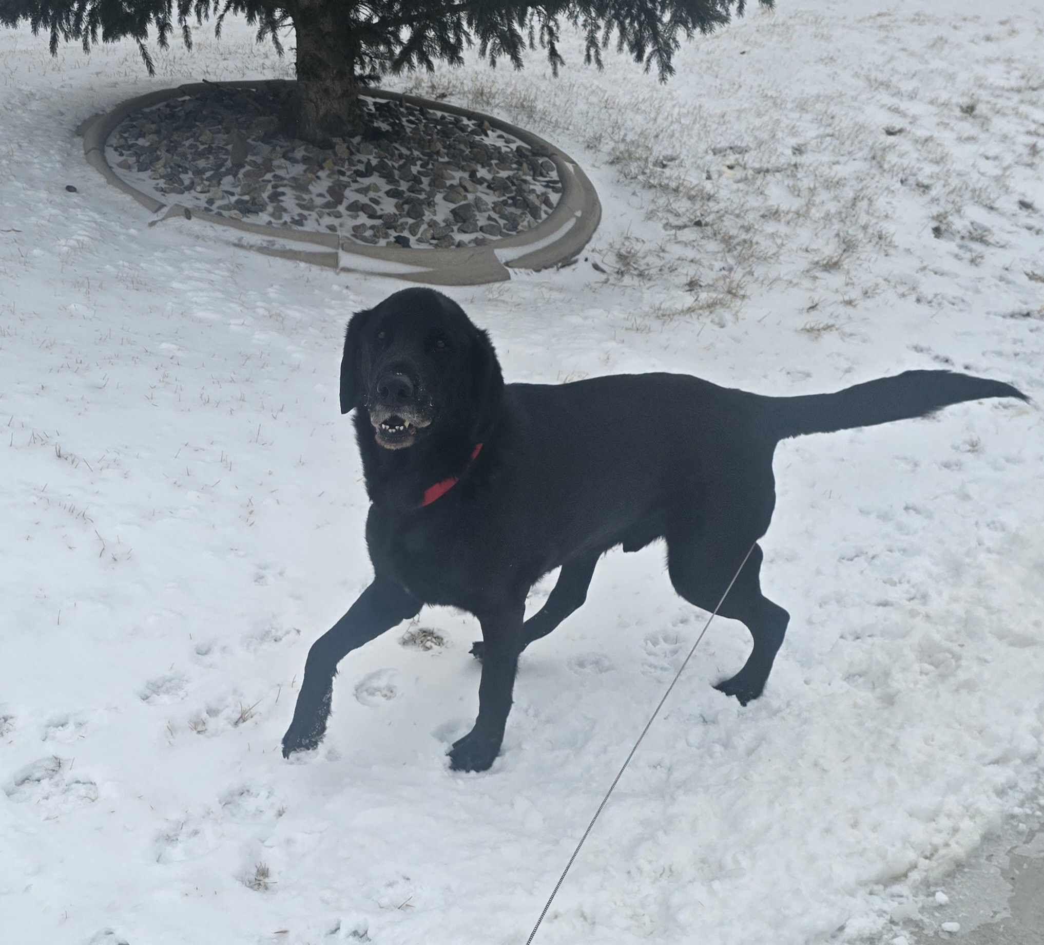 Enlarge Daniel, an adopted Black Labrador Retriever in Sawyer, ND image 5/6