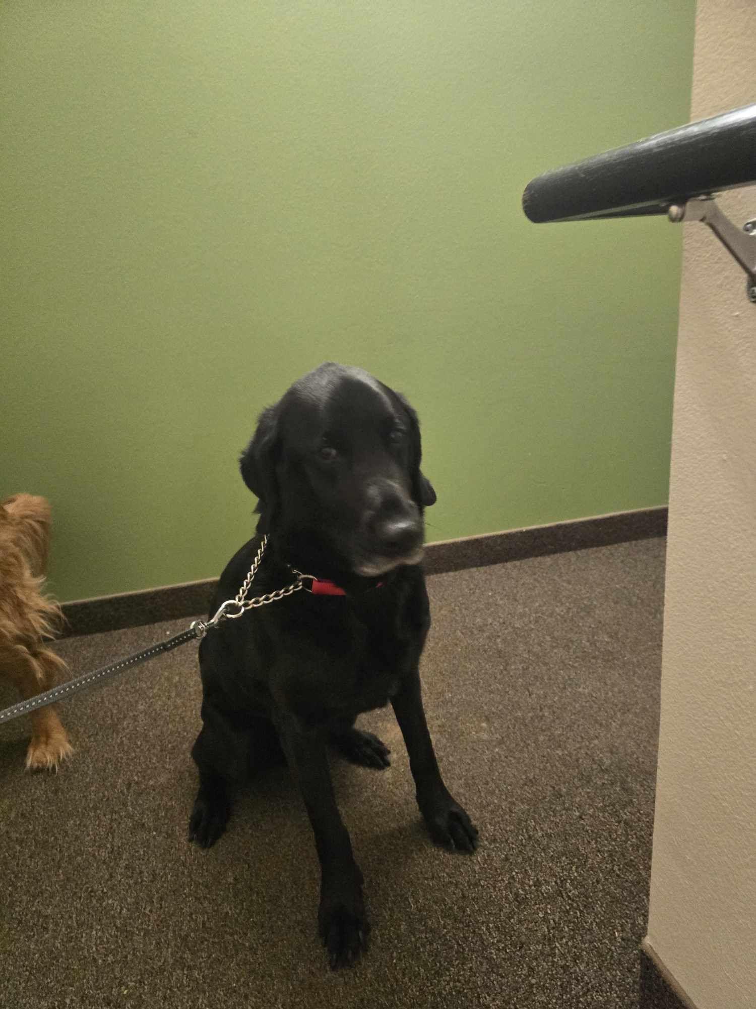 Enlarge Daniel, an adopted Black Labrador Retriever in Sawyer, ND image 4/6