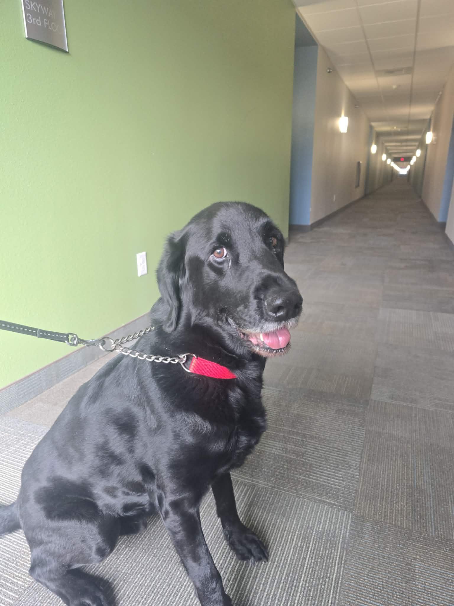 Enlarge Daniel, an adopted Black Labrador Retriever in Sawyer, ND image 1/6