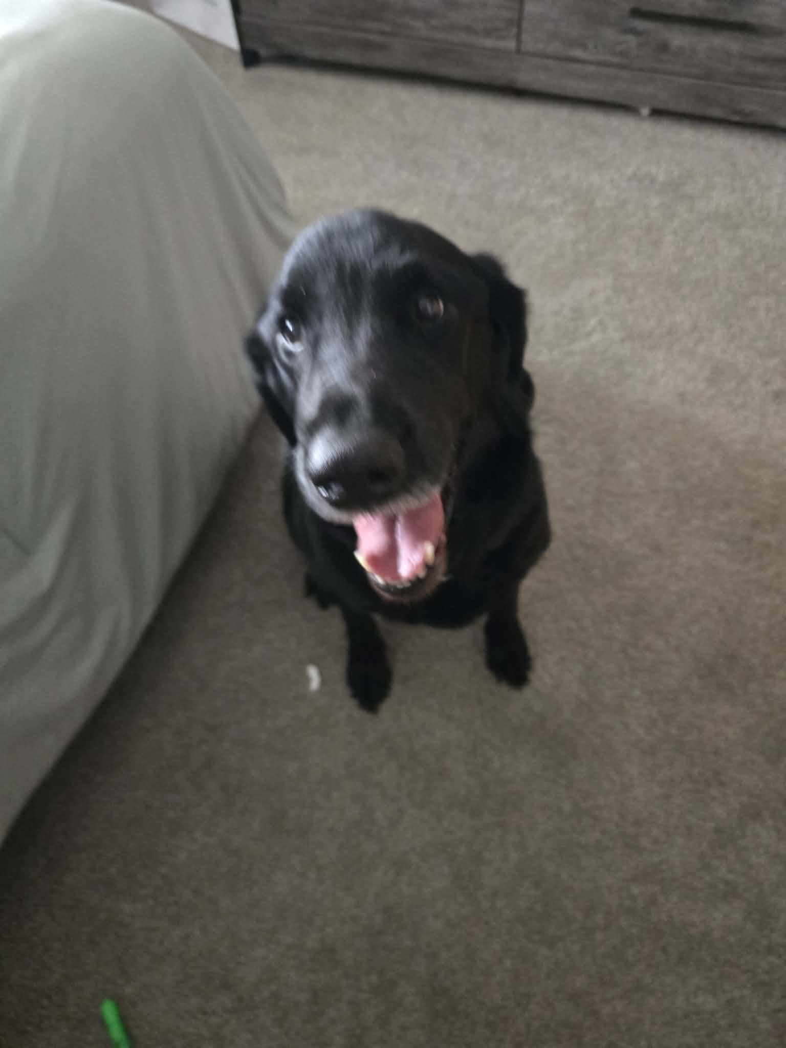 Enlarge Daniel, an adopted Black Labrador Retriever in Sawyer, ND image 2/6