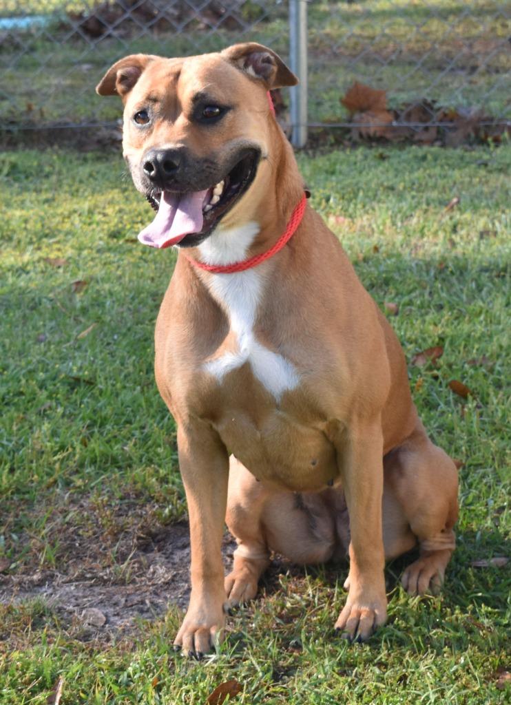 Enlarge Sandy, a Adoptable mixed breed in Kingsland, GA image 1/4