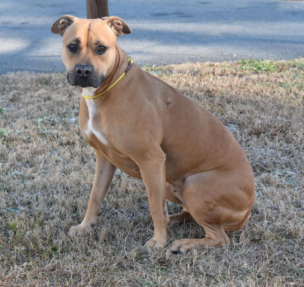 Sandy, Adoptable, Adult Female Mixed Breed.