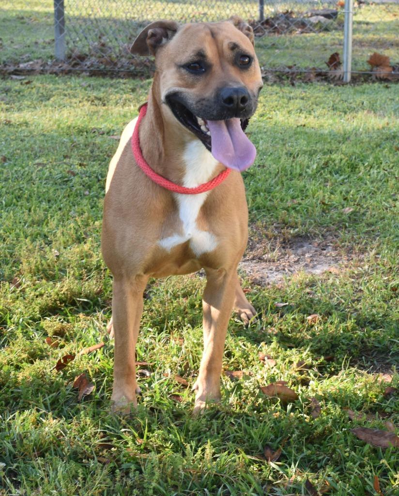 Enlarge Sandy, a Adoptable mixed breed in Kingsland, GA image 3/4