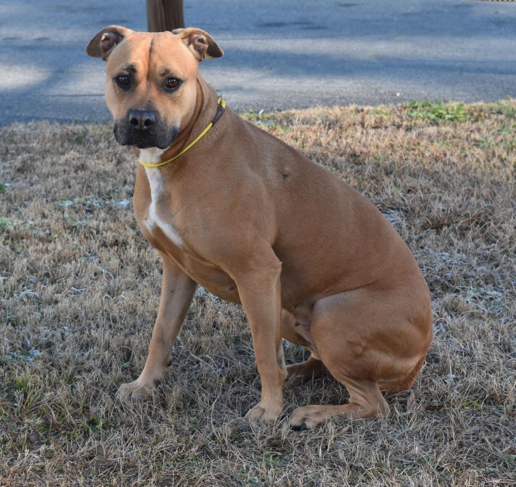 Enlarge Sandy, a Adoptable mixed breed in Kingsland, GA image 2/2