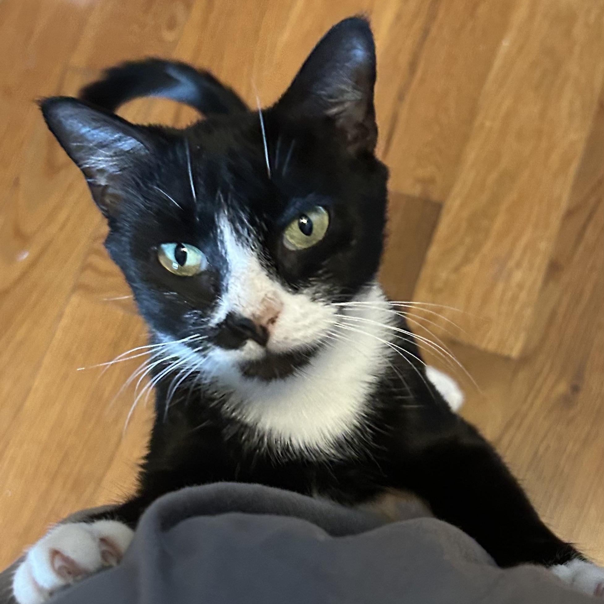 Dottie