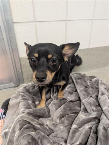 REMY, Adoptable, Young Male Chihuahua.