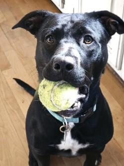Enlarge Nala, a Adoptable mixed breed in Minneapolis, MN image 1/5