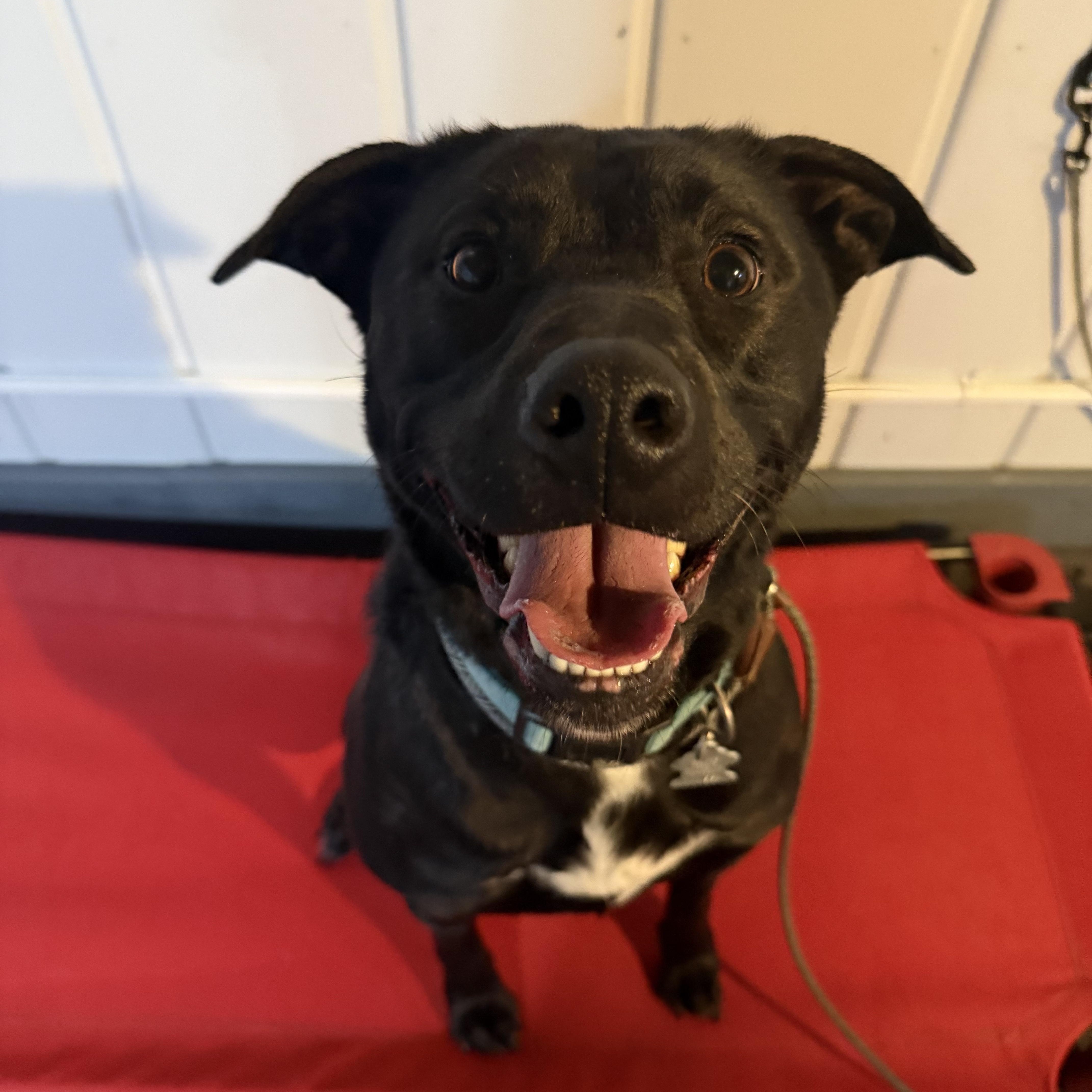 Nala, Adoptable, Adult Female Labrador Retriever.