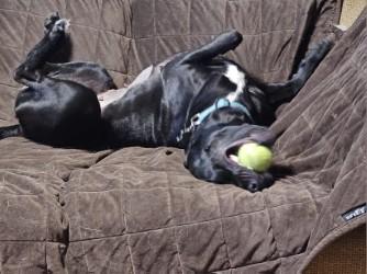 Enlarge Nala, a Adoptable mixed breed in Minneapolis, MN image 2/5