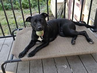 Enlarge Nala, a Adoptable mixed breed in Minneapolis, MN image 3/5