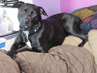 Enlarge Nala, a Adoptable mixed breed in Minneapolis, MN image 5/5