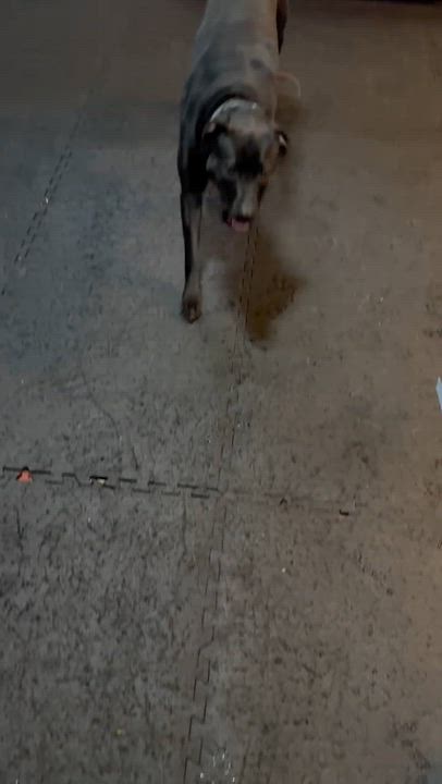 Enlarge Nala, a Adoptable mixed breed in Minneapolis, MN video 6/6