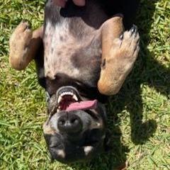 Enlarge Po, a Adoptable mixed breed in Sarasota, FL image 1/6