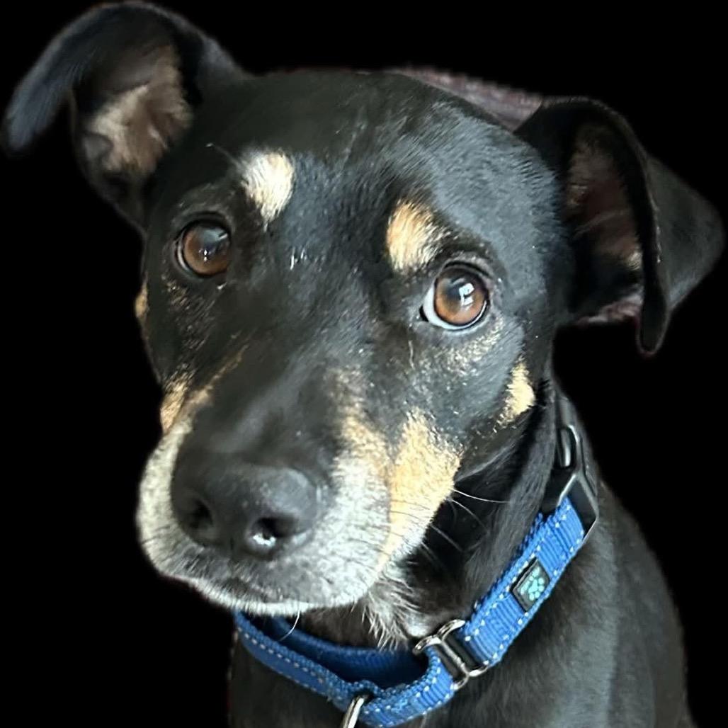 Enlarge Po, a Adoptable mixed breed in Sarasota, FL image 2/6