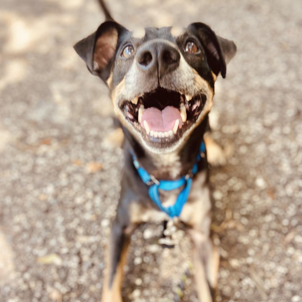 Enlarge Po, a Adoptable mixed breed in Sarasota, FL image 3/6