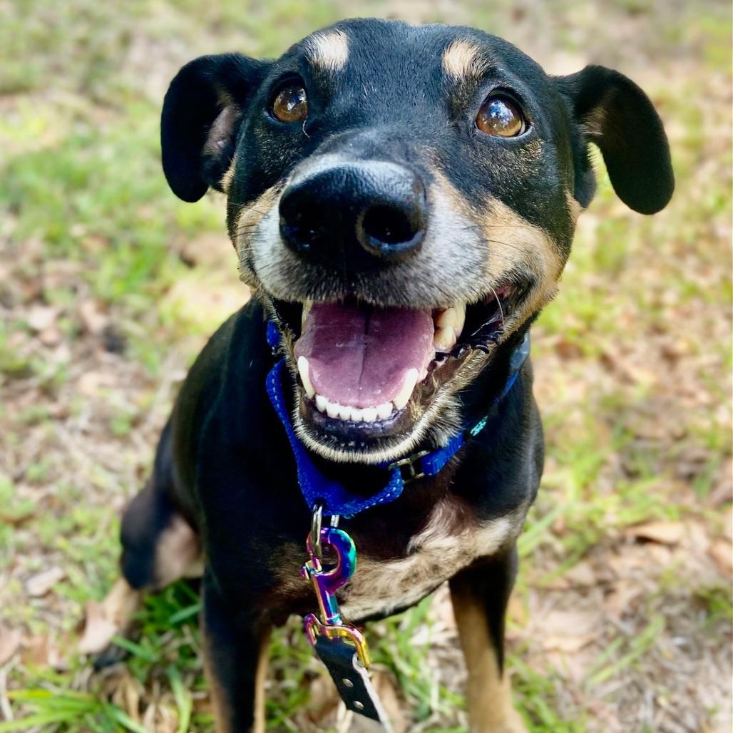 Enlarge Po, a Adoptable mixed breed in Sarasota, FL image 4/6