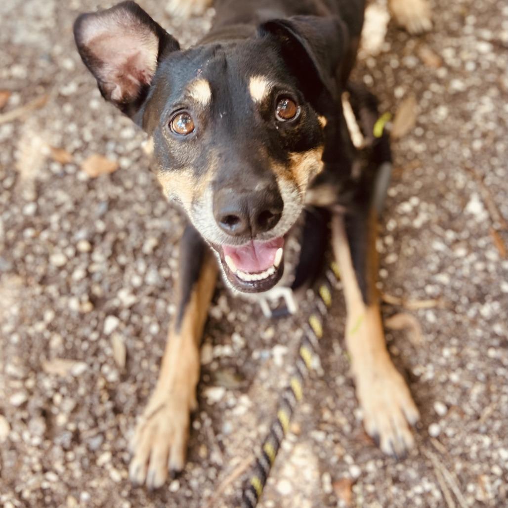 Enlarge Po, a Adoptable mixed breed in Sarasota, FL image 5/6