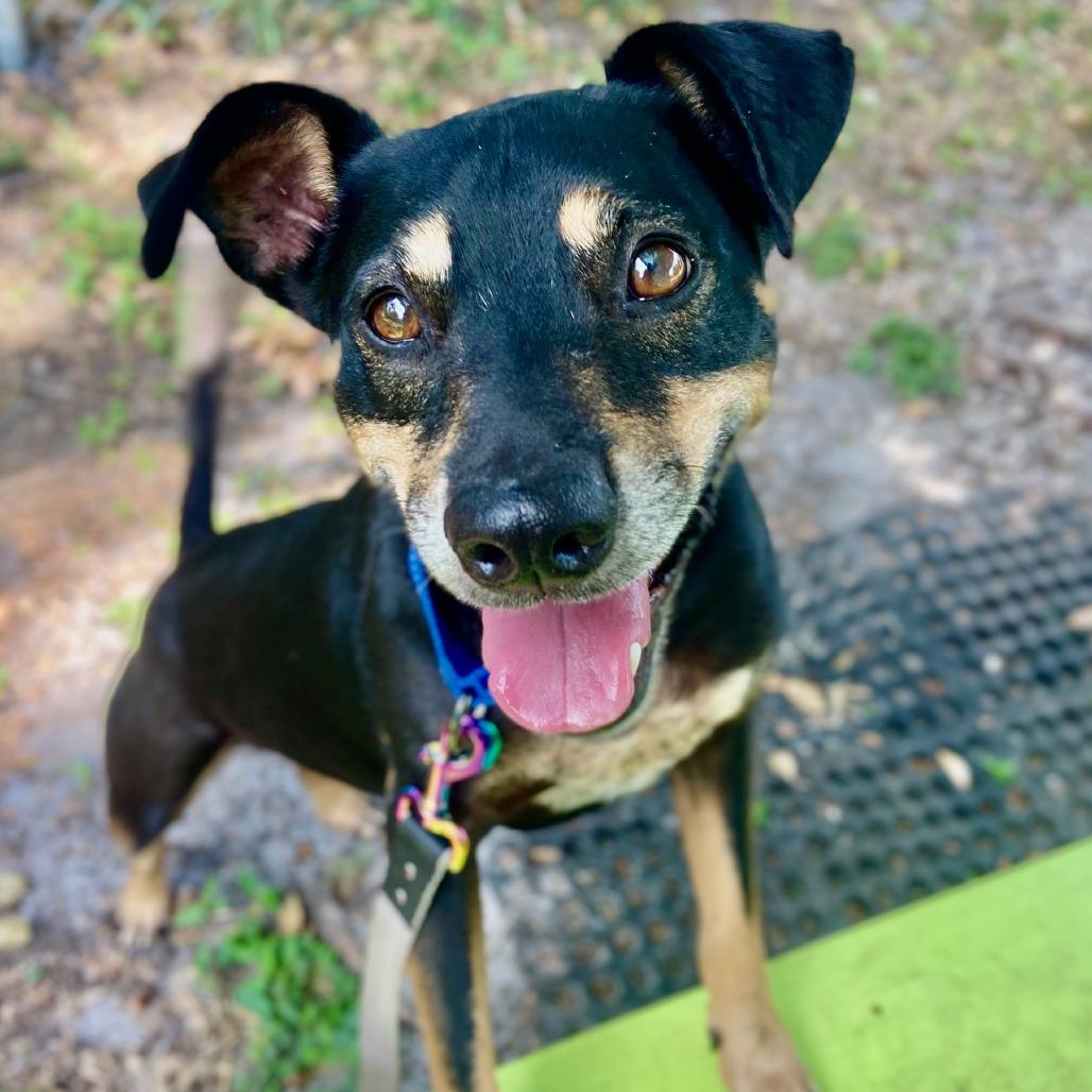 Enlarge Po, a Adoptable mixed breed in Sarasota, FL image 6/6
