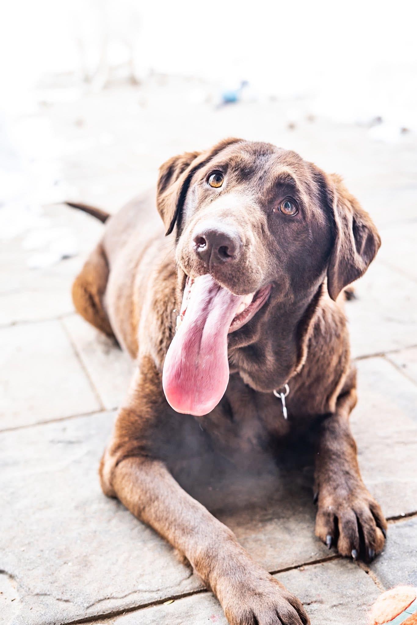 Enlarge Ginger, a Adoptable mixed breed in Elkton, MD image 6/6