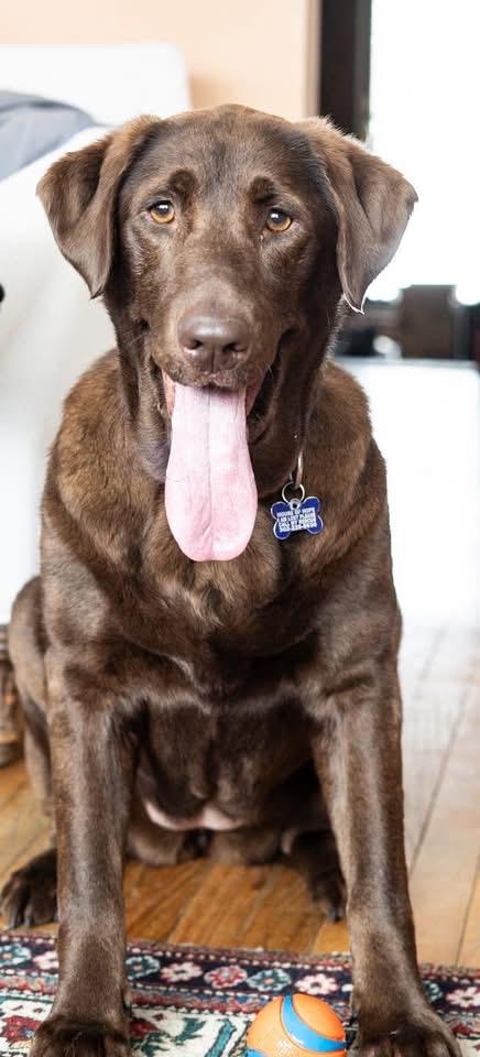 Enlarge Ginger, a Adoptable mixed breed in Elkton, MD image 4/6