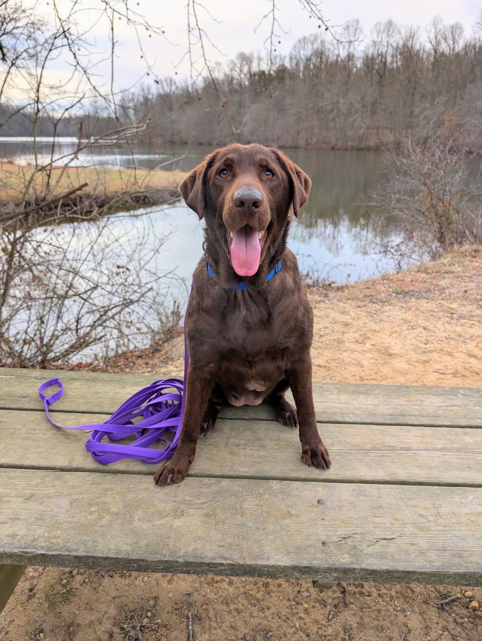 Enlarge Ginger, a Adoptable mixed breed in Elkton, MD image 2/6