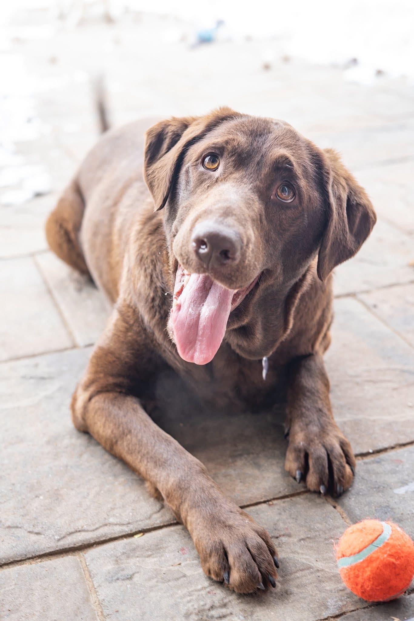 Enlarge Ginger, a Adoptable mixed breed in Elkton, MD image 5/6