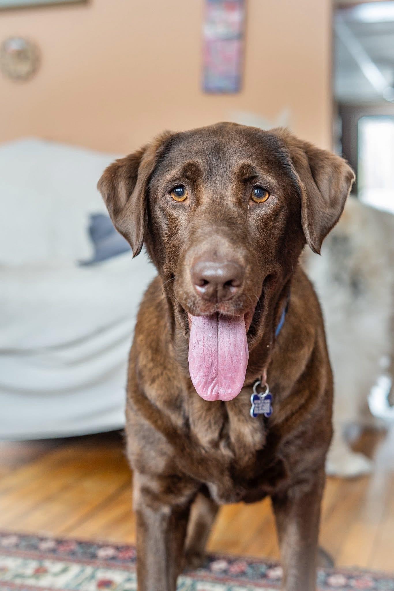Enlarge Ginger, a Adoptable mixed breed in Elkton, MD image 3/6