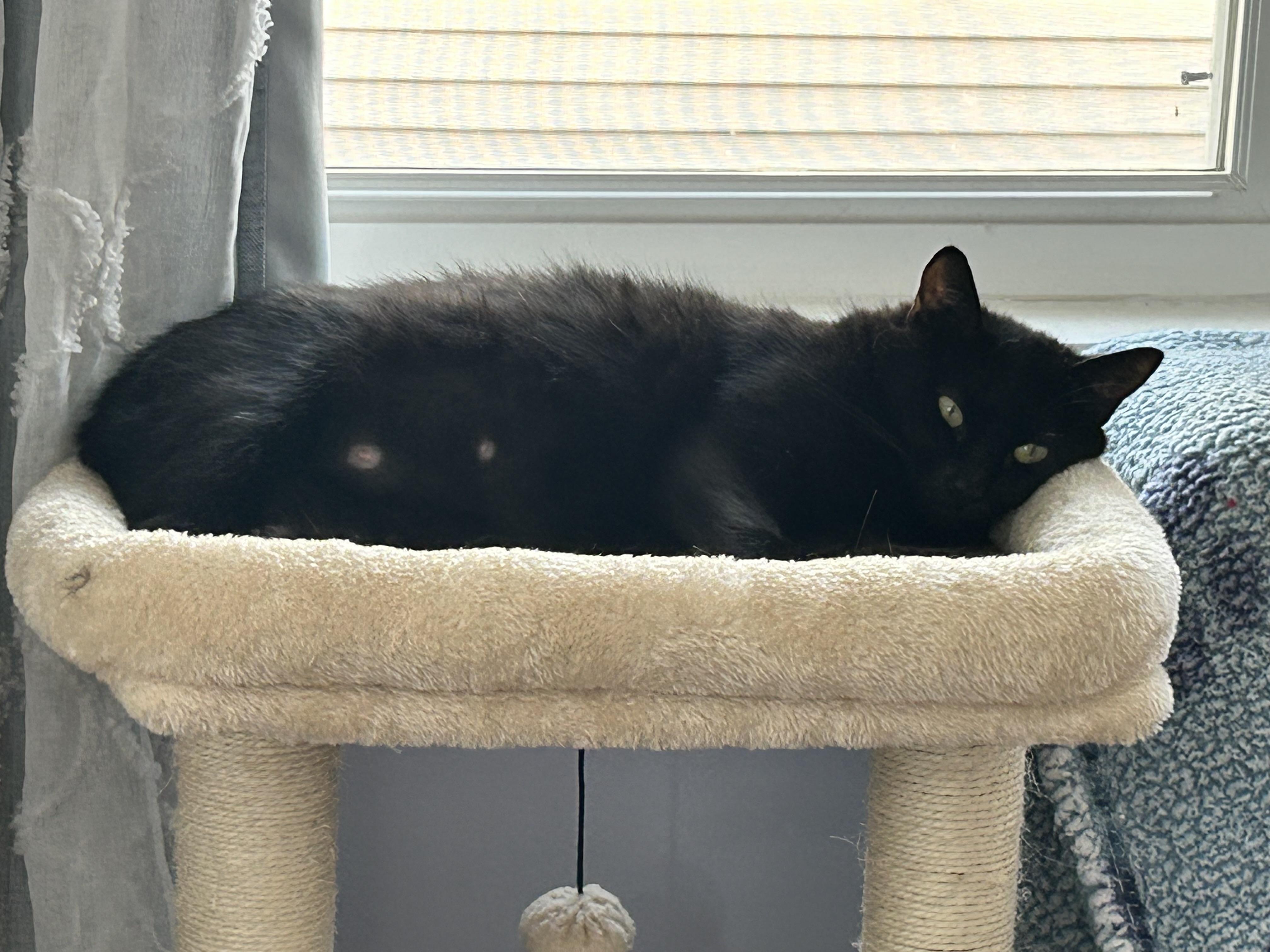 Enlarge Ebony, a Adoptable American Shorthair in Medford, MA image 4/4