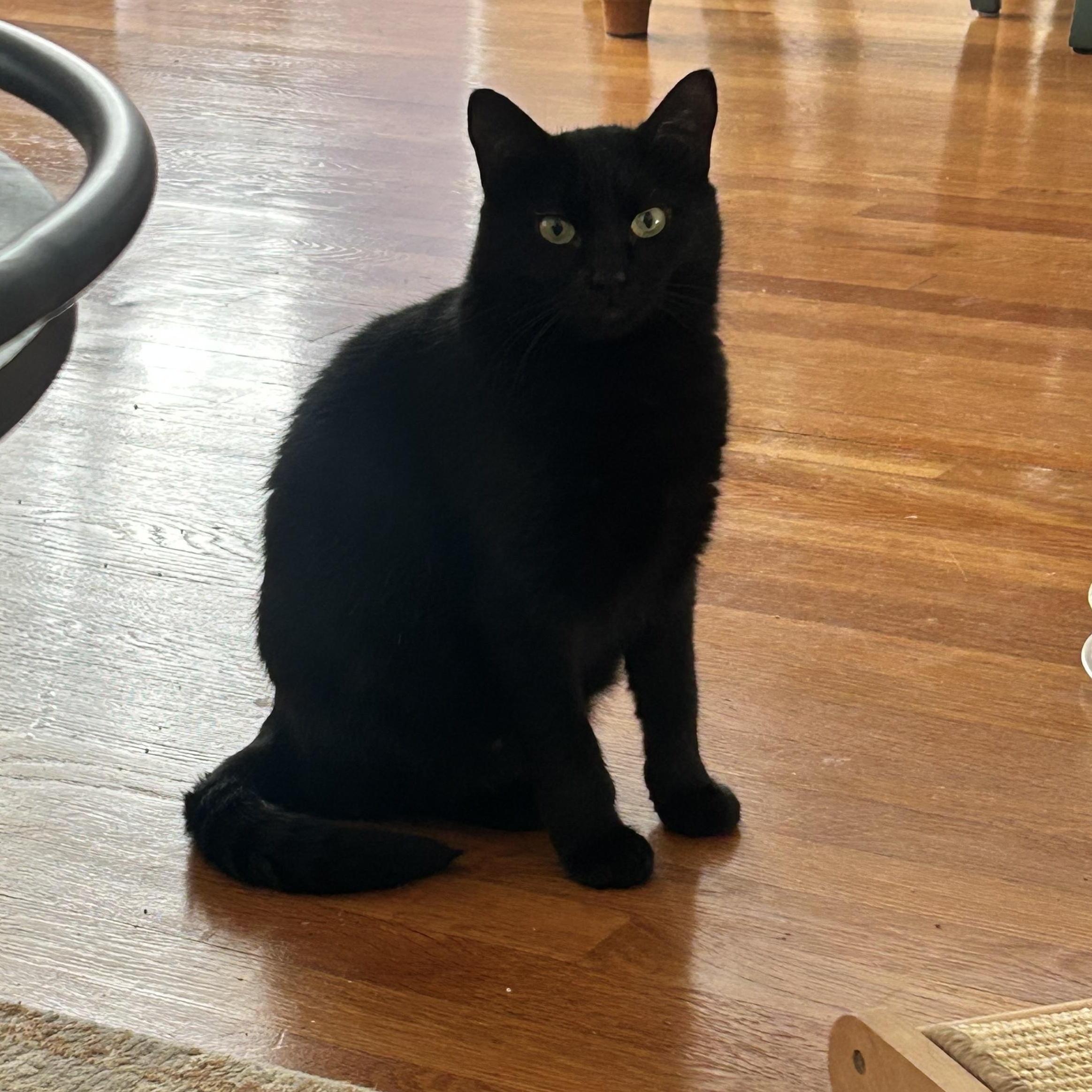 Ebony, Adoptable, Young Female American Shorthair.