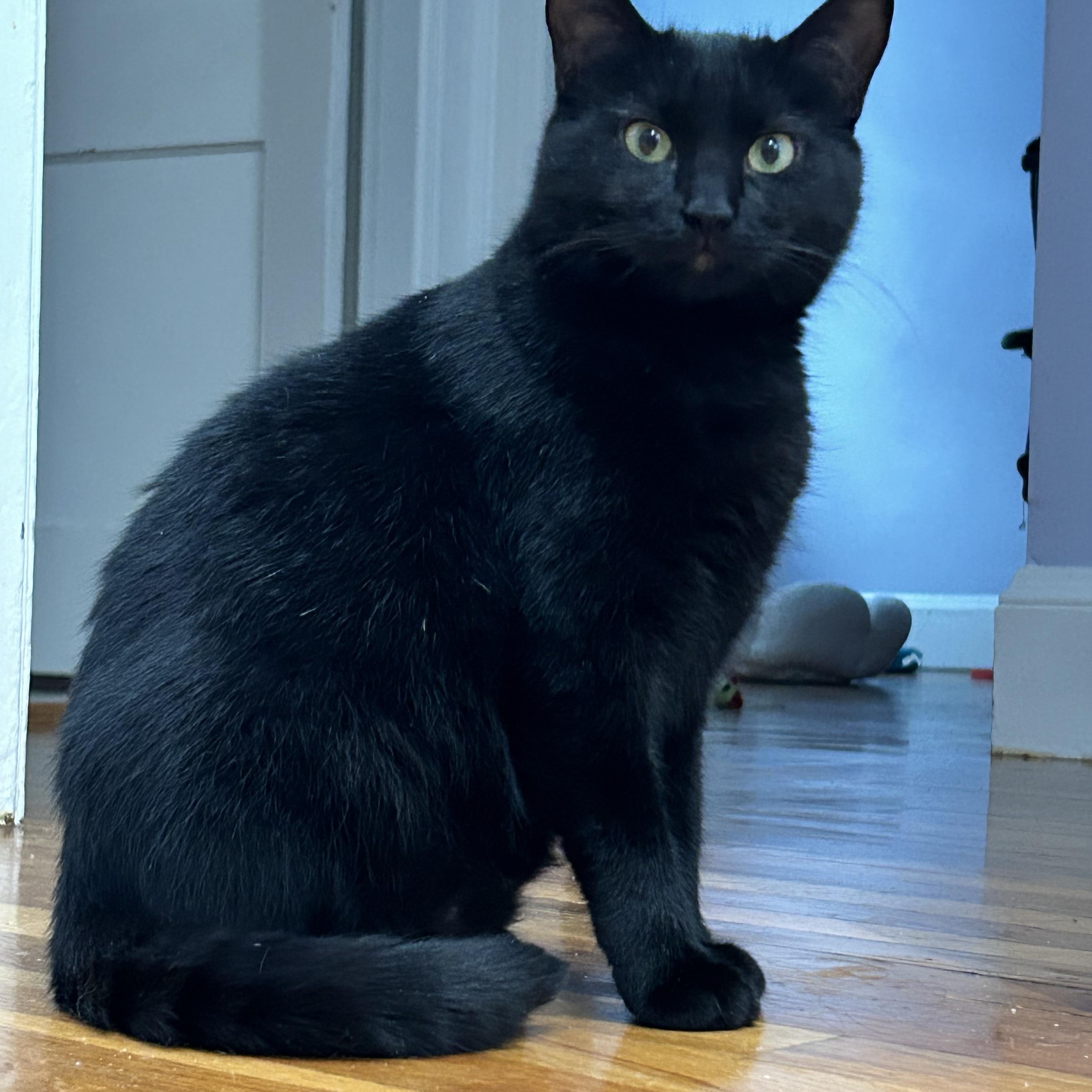 Enlarge Ebony, a Adoptable American Shorthair in Medford, MA image 3/4