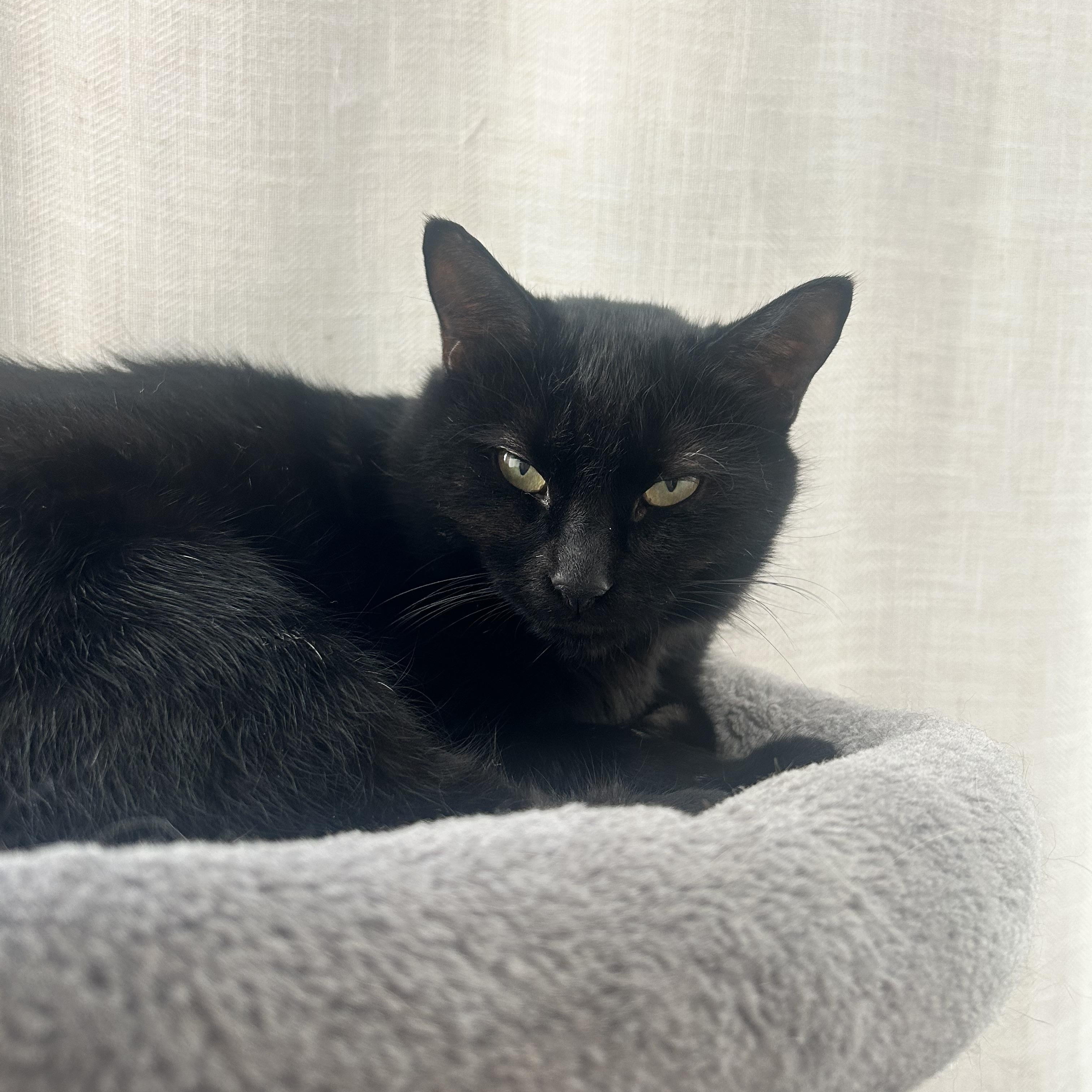 Enlarge Ebony, a Adoptable American Shorthair in Medford, MA image 2/4