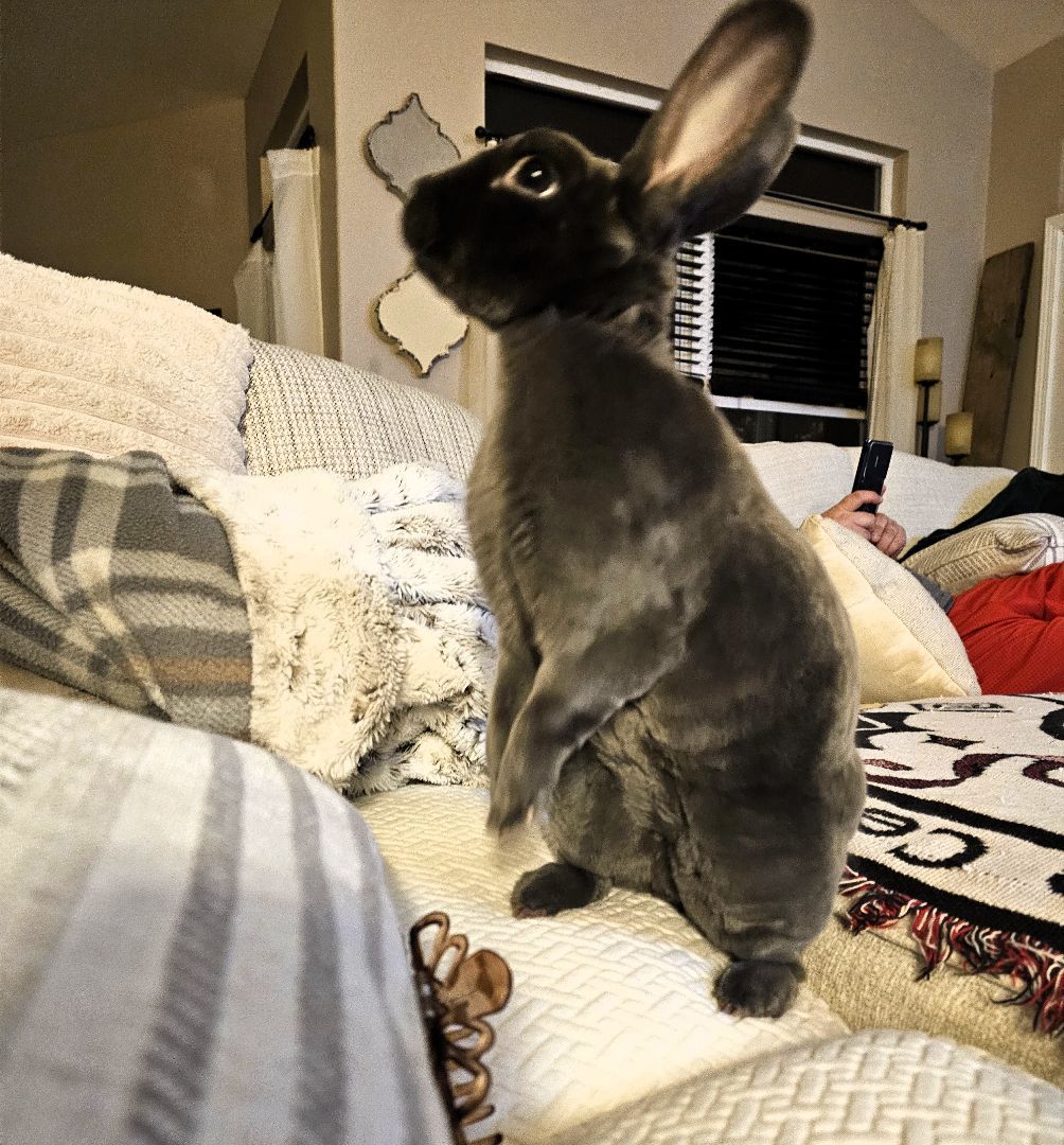 Enlarge Baxter, a Adoptable Rex in St. Charles, IL image 4/5