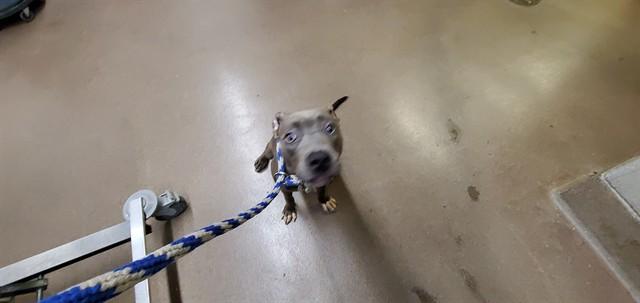 FRIDA, Adoptable, Young Female Pit Bull Terrier.