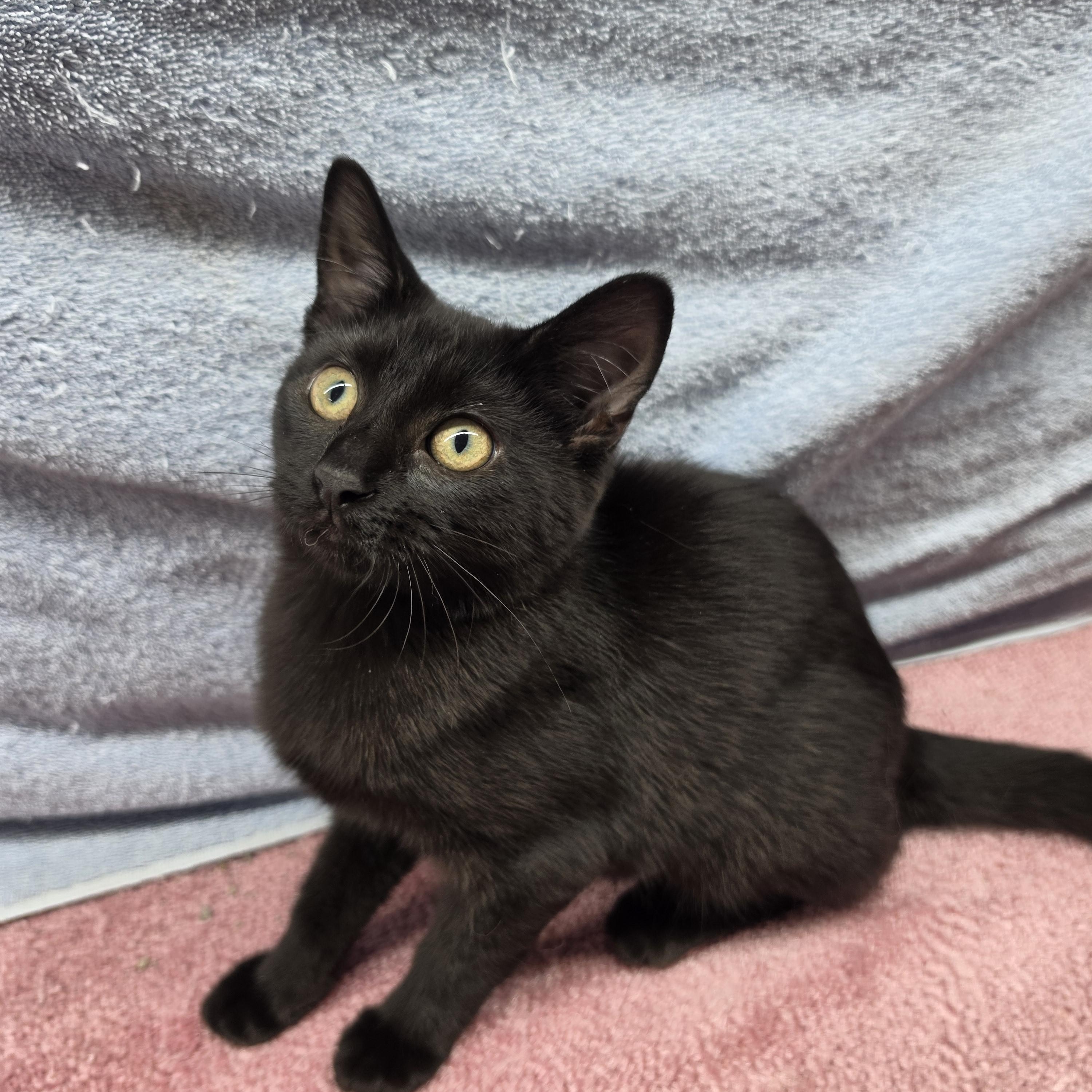 Enlarge Felicity, a Adoptable Domestic Short Hair in Avon, OH image 4/4