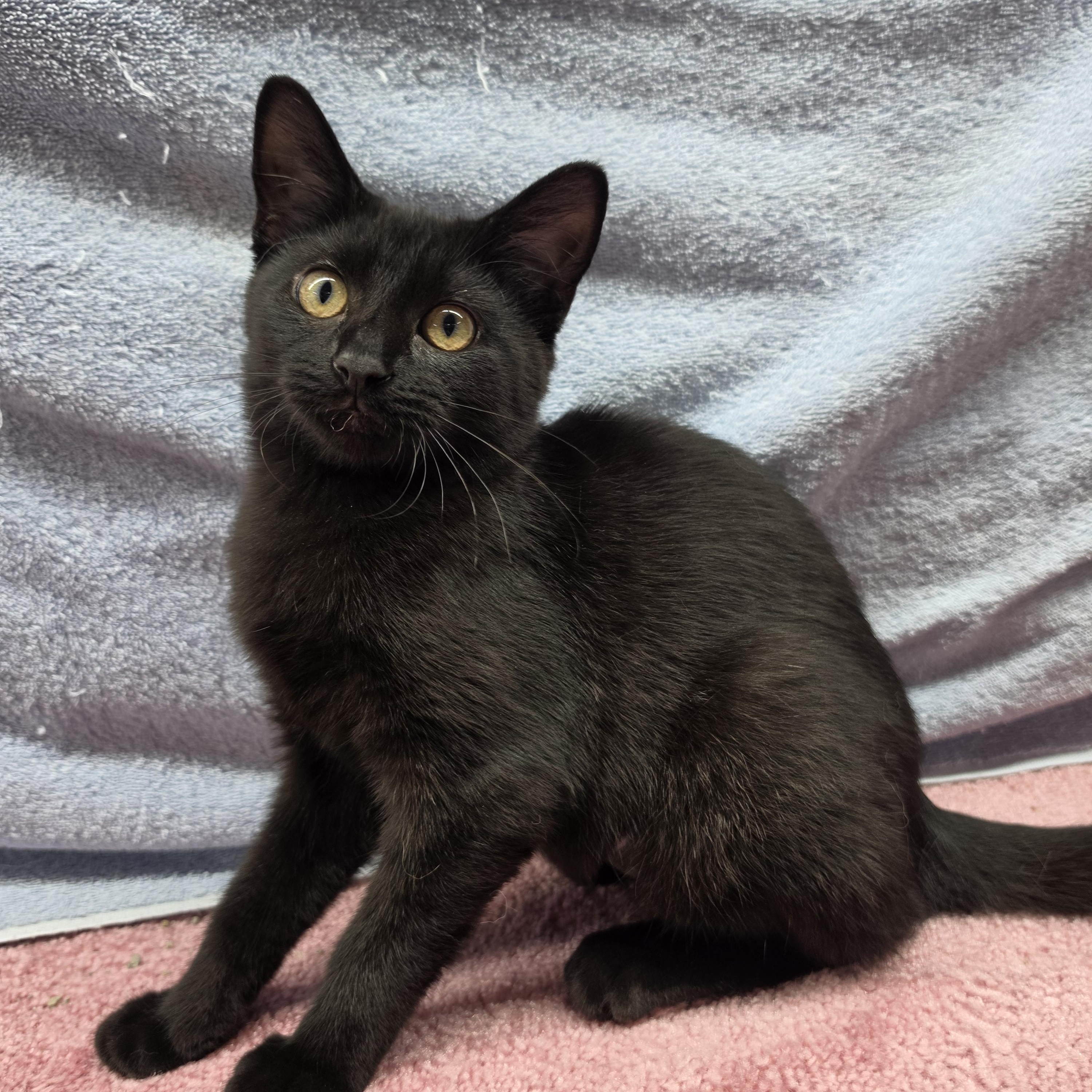 Felicity, Adoptable, Kitten Female Domestic Short Hair.
