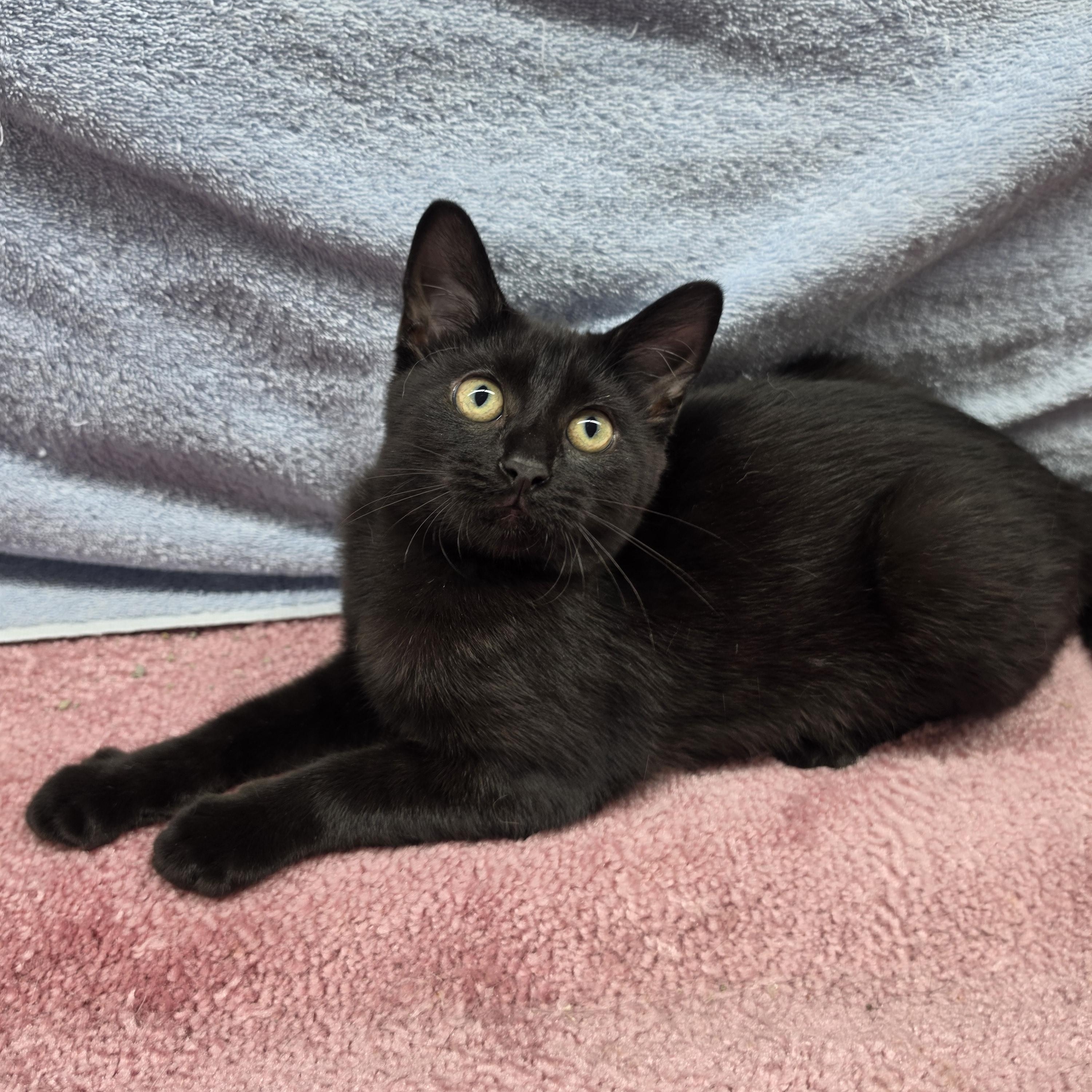 Enlarge Felicity, a Adoptable Domestic Short Hair in Avon, OH image 3/4