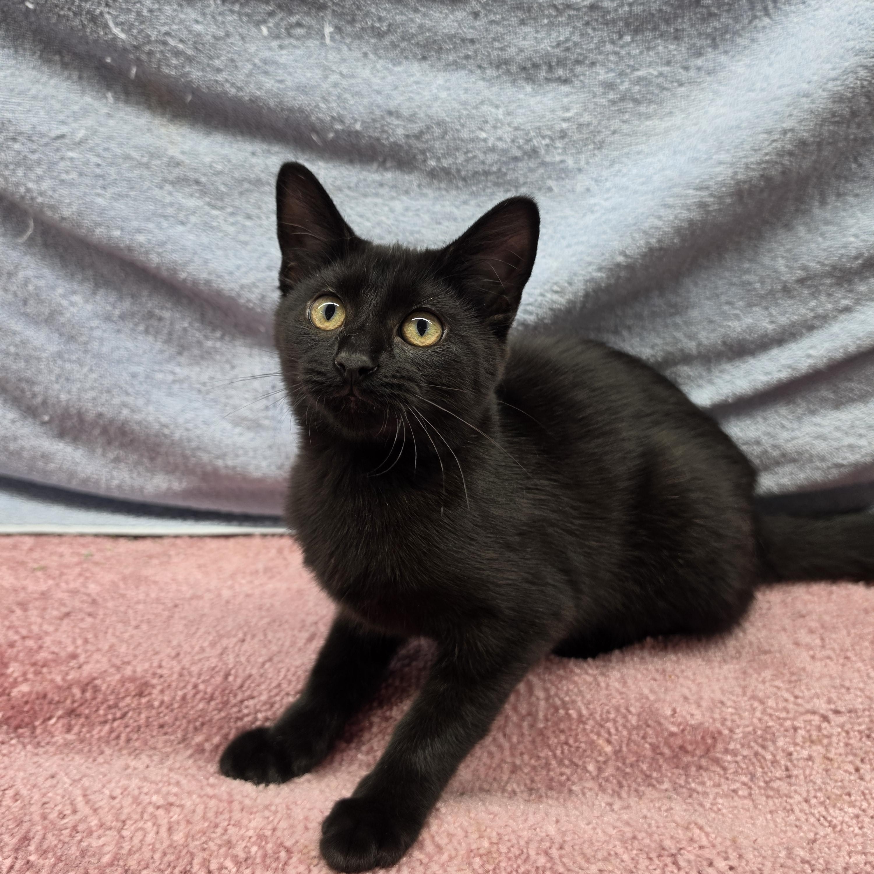 Enlarge Felicity, a Adoptable Domestic Short Hair in Avon, OH image 2/4